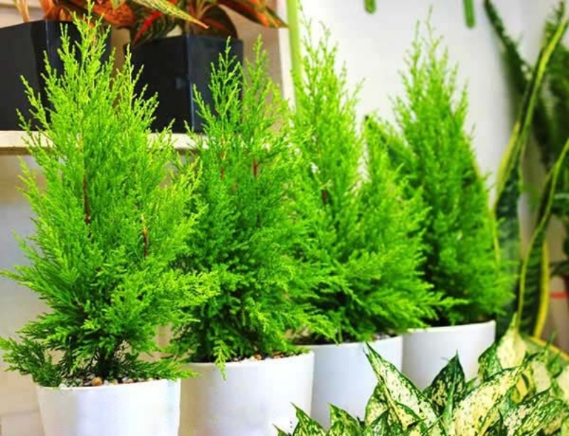 Tác dụng của tùng hương