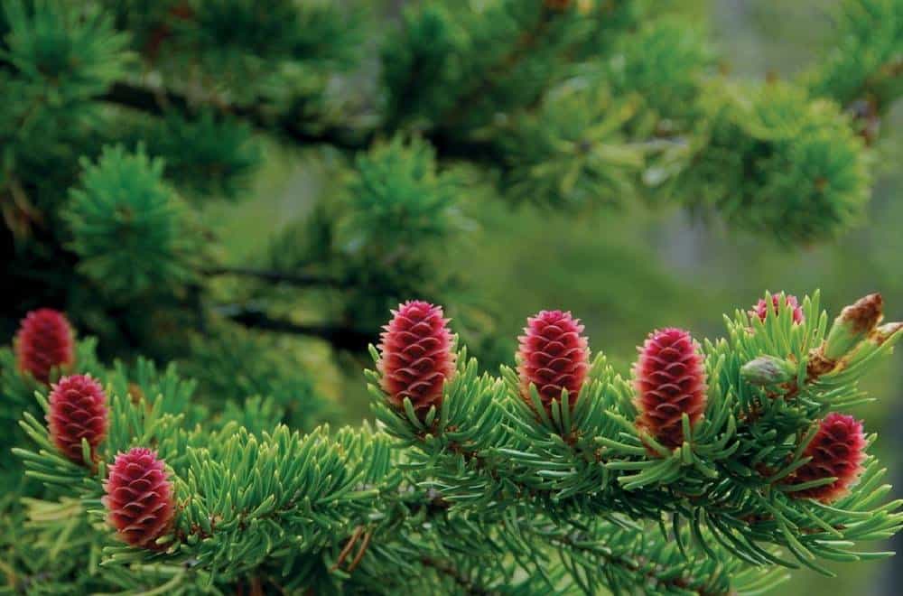 Red pine essential oil - a precious gift for people with blood fat